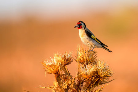 Colorful European goldfinch perched on dry plant with blurred orange background