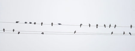 Wood pigeons and feral pigeons perched on power lines with overcast white sky