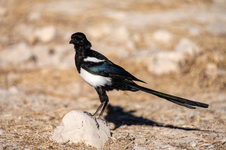 Eurasian magpie standing alert on pale rocky soil in open fieldの写真素材