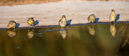 European serins gathering at water's edge with clear reflectionsの写真素材