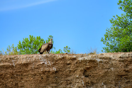 Vulture perched on rocky outcrop with vegetation and clear blue sky behindの写真素材