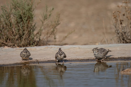 Crested lark by the edge of a puddle with a clear reflection and dry ground backgroundの写真素材