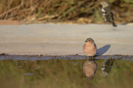 Male chaffinch standing near water edge with clear reflection and soft backgroundの写真素材
