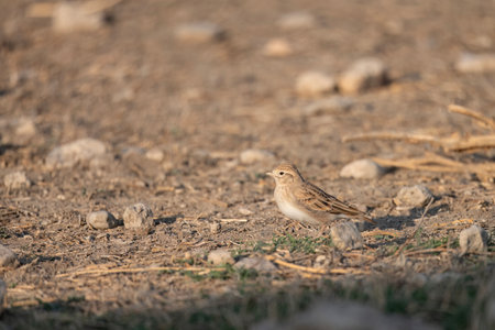 Short-toed lark on stony soil with neutral background and natural lightingの写真素材