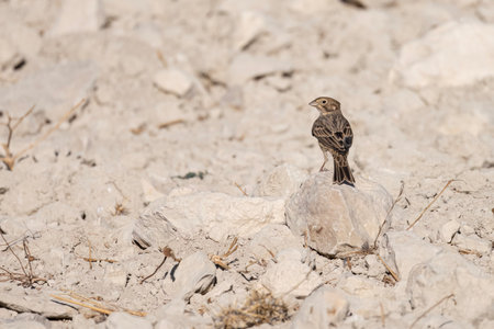 Corn bunting perched on a large rock surrounded by dry white stonesの写真素材
