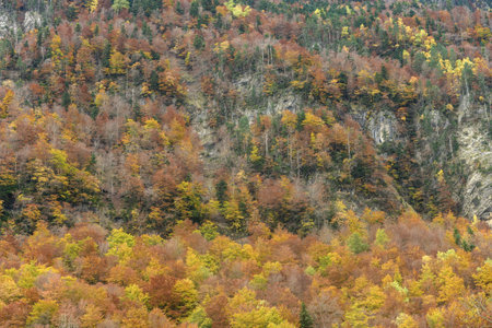A dense forest blanketing a hillside, showcasing a mix of green and vibrant autumn colors, creating...
