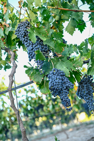 Bunch of purple grapes in a vineyard in autumn
