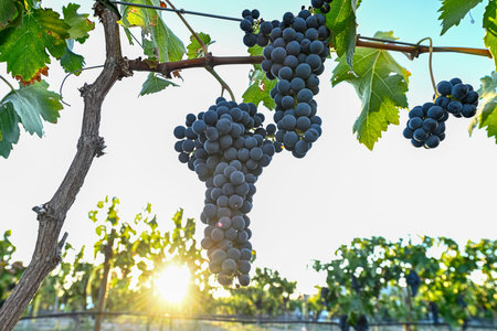 Bunch of grapes in a vineyard in autumn
