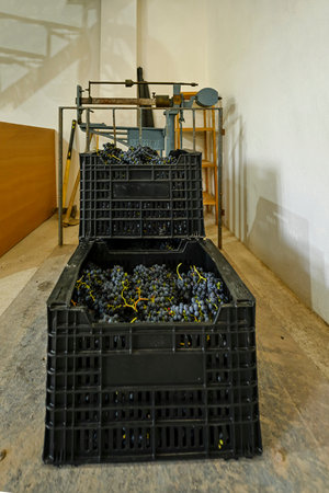 Iron scale of 500 Kg, weighing boxes of grapes at harvest