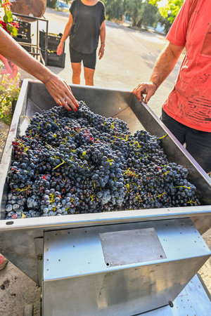 Wine grape stemmer, loaded with red grapes