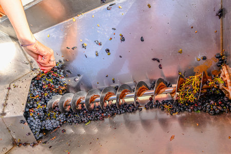 Wine grape stemmer, loaded with red grapes
