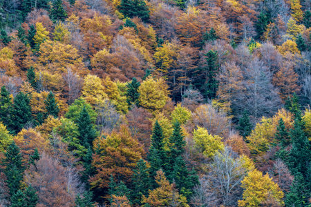 A breathtaking view of snow-capped mountains surrounded by a vibrant forested valley, captured under a cloudy sky.の写真素材