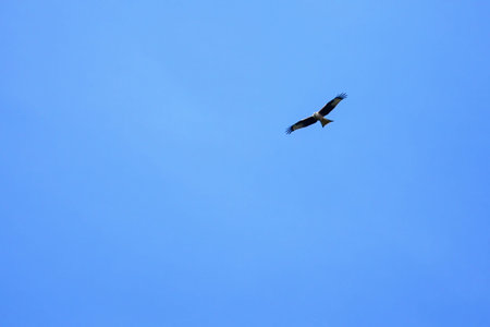 A red kite in flight, showing its elegant wingspan and distinctive markings, gliding against a...