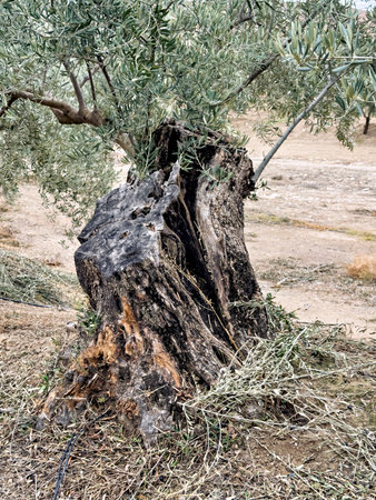 Close-up of a monumental olive tree with thick trunk and textured barkの写真素材