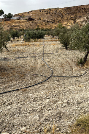 Arid olive grove with drip hoses placed on dry cracked ground in rural landscapeの写真素材