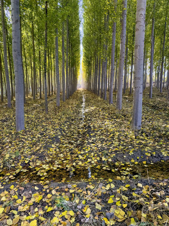 Symmetrical poplar plantation with a water channel and fallen yellow leaves on the ground
