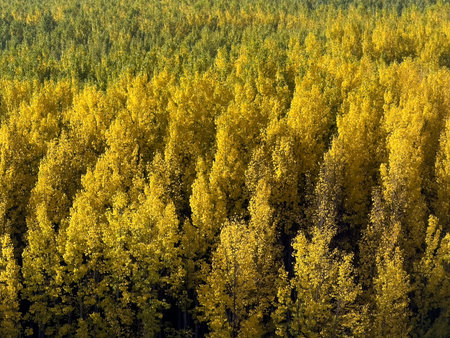 Bright poplar trees with golden leaves growing densely beside a winding road