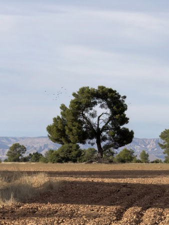 Distinctive pine tree with a round open crown standing alone in a field near Guadixの写真素材