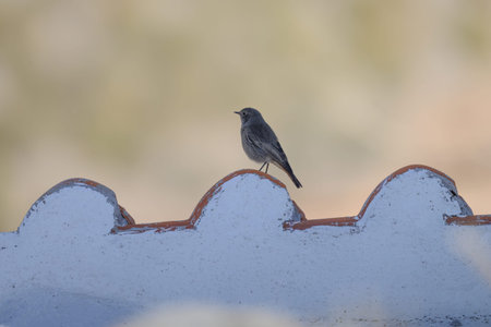 Black redstart standing on a curved white wall with a blurred background