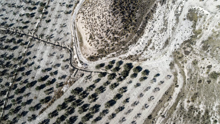 Drone view of cultivated olive grove beside eroded hillside and dirt trackの写真素材