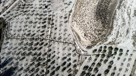Drone view of cultivated olive grove beside eroded hillside and dirt trackの写真素材