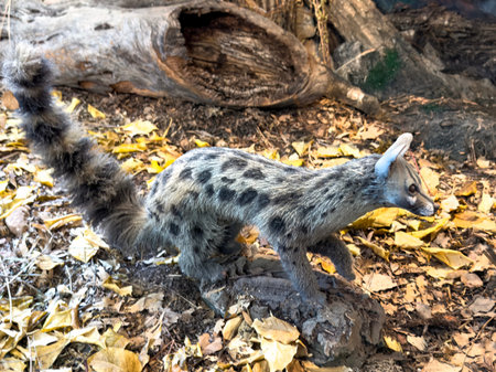 Preserved common genet standing on forest floor with dry leaves and tree trunk