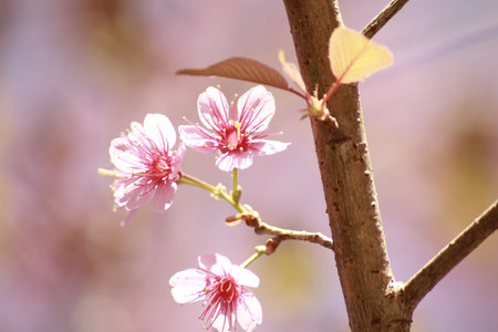 Three pink sakura flower