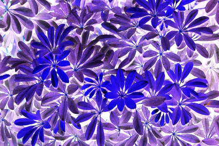 Purple leaves textureの写真素材