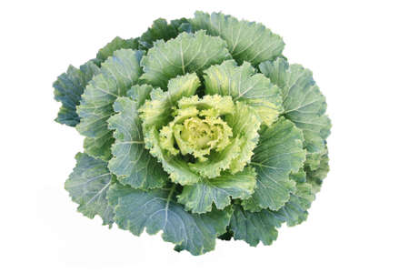 Green cabbageの写真素材