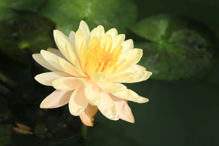 Pink yellow lotus flowerの写真素材