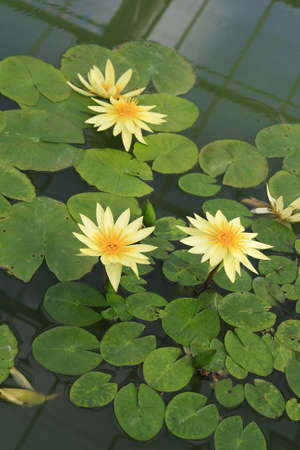 Yellow lotus flower in lakeの写真素材