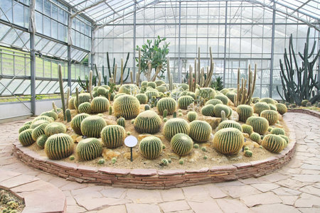 Big cactus garden on sand ground,conservatory の写真素材