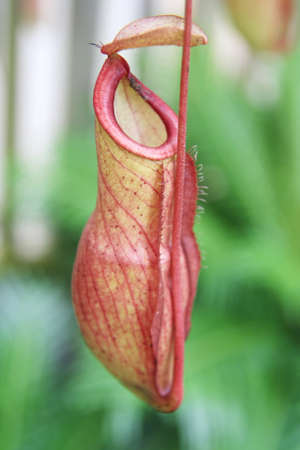 Nepenthes ,eat insect flower,の写真素材