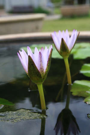 White purple lotus bud flowerの写真素材