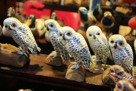 White owl models.の写真素材