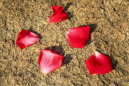 Red rose petals on stoneの写真素材