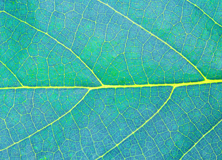 blue leaf textureの写真素材