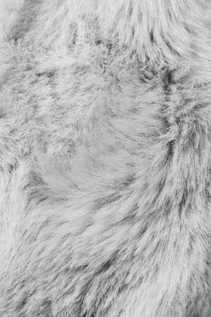 fur texture Closeupの写真素材