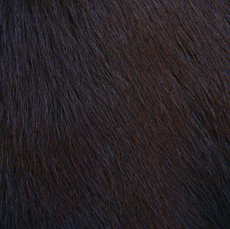 horse hairy texture, furの写真素材