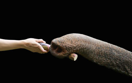 hand feed sugarcane to elephant nose の写真素材