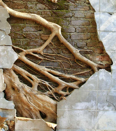 ruin concrete wall with big tree root の写真素材