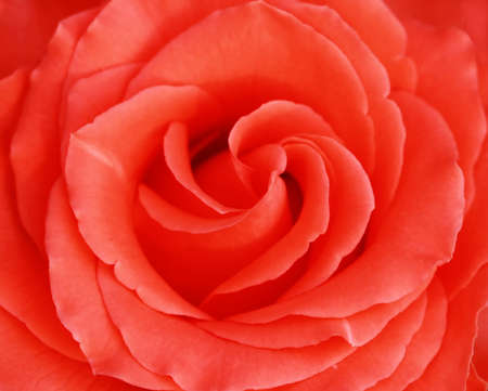 close up pink rose の写真素材