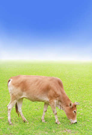 cow on green grass, farmland and blue sky の写真素材