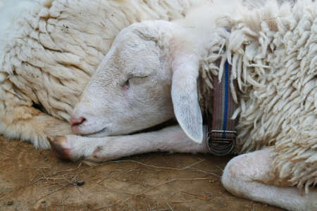 young sheep sleepの写真素材