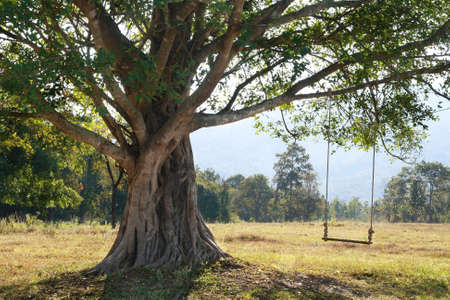 big tree with swing on green field, Chiang Mai, Thailand の写真素材