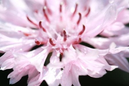 macro pollen on pink flower の写真素材