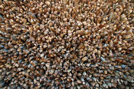 Firewood backgroundの写真素材