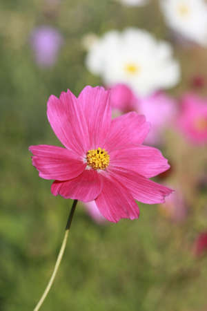 Cosmos flowersの写真素材