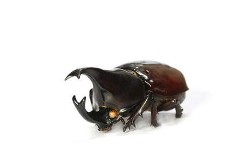 horned rhino beetle on a white backgroundの写真素材