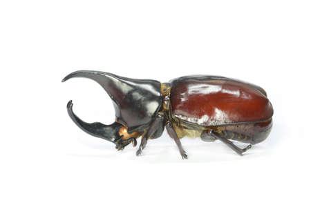 horned rhino beetle on a white backgroundの写真素材